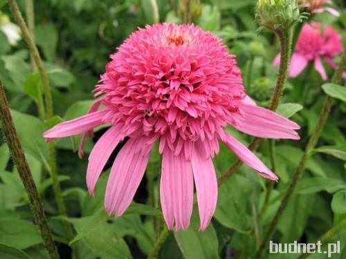 Jeżówka pełna Pink Double Delight - Echinacea